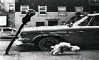 dog.gif