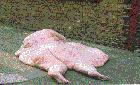 splat.gif